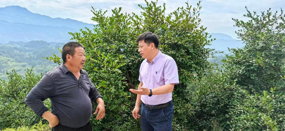 重庆“酉阳800”蝶变记:厚植桃源沃土 擦亮区域公用品牌